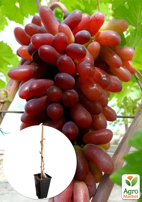 

Виноград десертный Карнавал (укорененный саженец в контейнере)