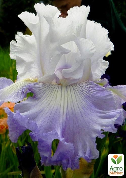 

Ирис бородатый крупноцветковый "Heartsting Strummer" 1шт в упаковке