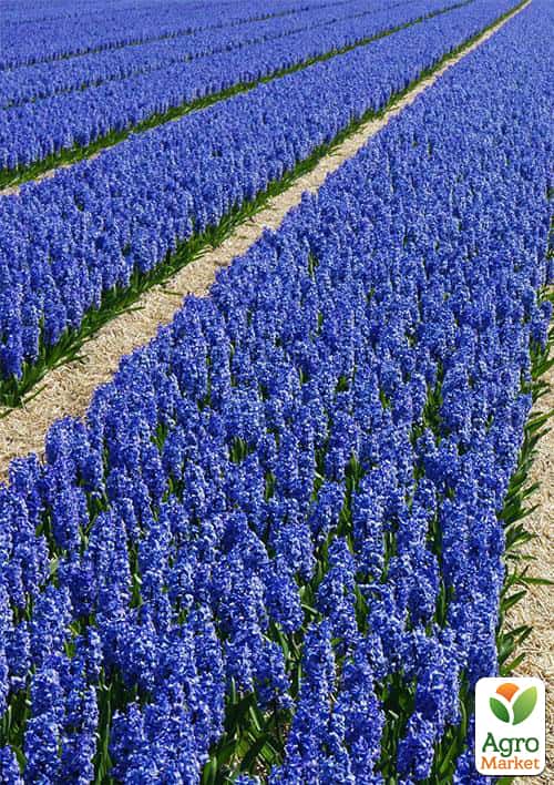 

Лаванда английская узколистная Лоддон Блю (Loddon Blue)