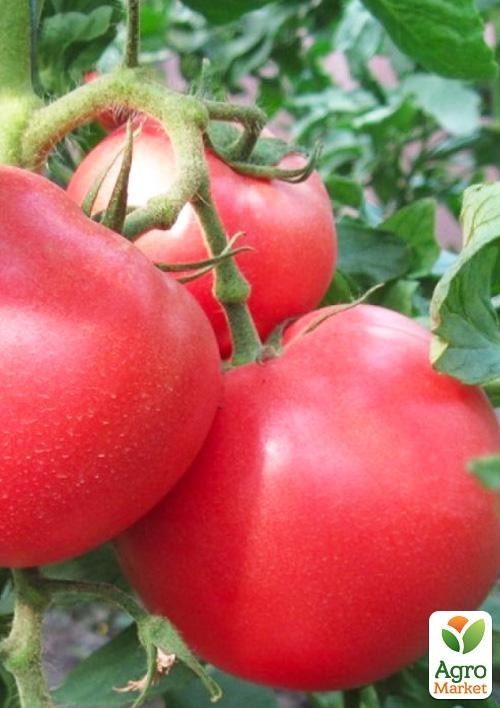 Томат індетермінантний «1804 F1» ТМ «Lark Seeds» 250шт