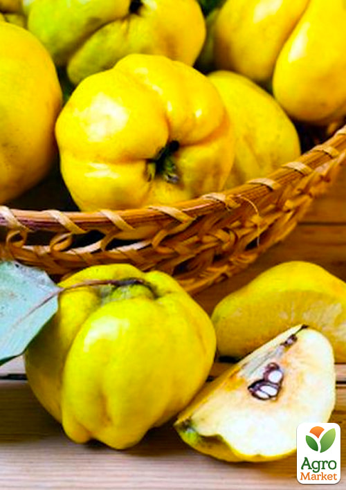 

Айва Десертна (осінній сорт, ранній термін дозрівання)