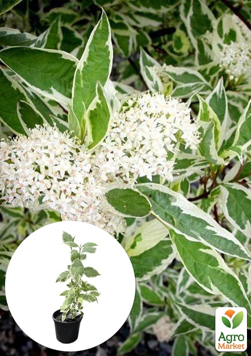 

Дерен 2-х річний Elegantissima С2, висота 40-50см