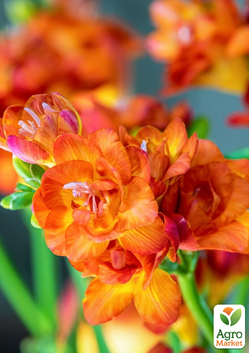 

Фрезия махровая Orange 5шт в упаковке