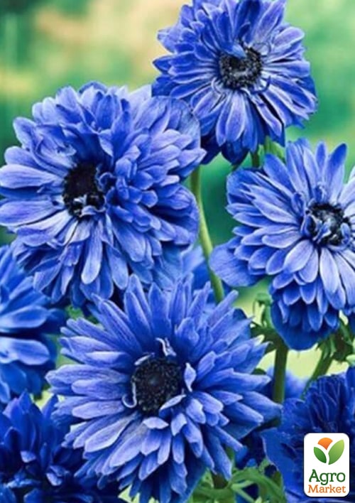 

Анемона махрова синя Lord Lieutenant 976 (розмір 5/6, великий) 5шт в упаковці