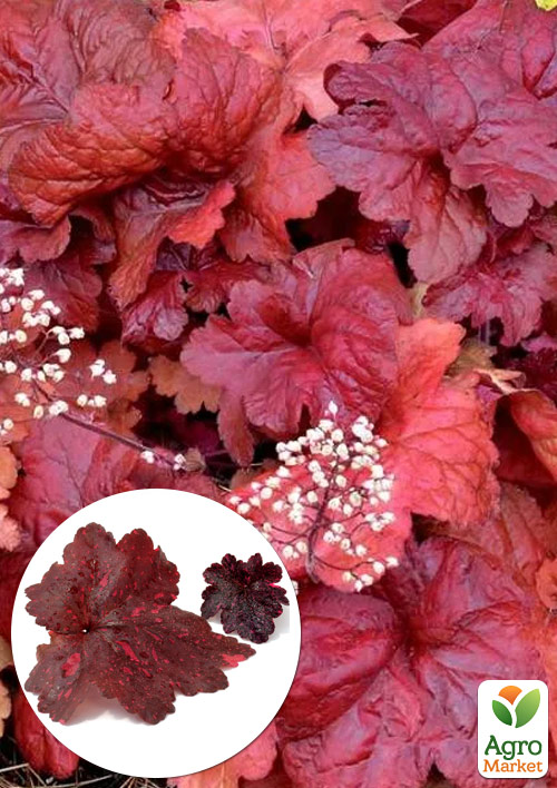 

Гейхера (Heuchera) Galaxy С1 (висота 15-30см)
