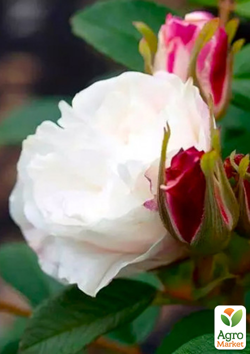 

Троянда паркова Louise Bugnet (саджанець класу АА+) вищий сорт