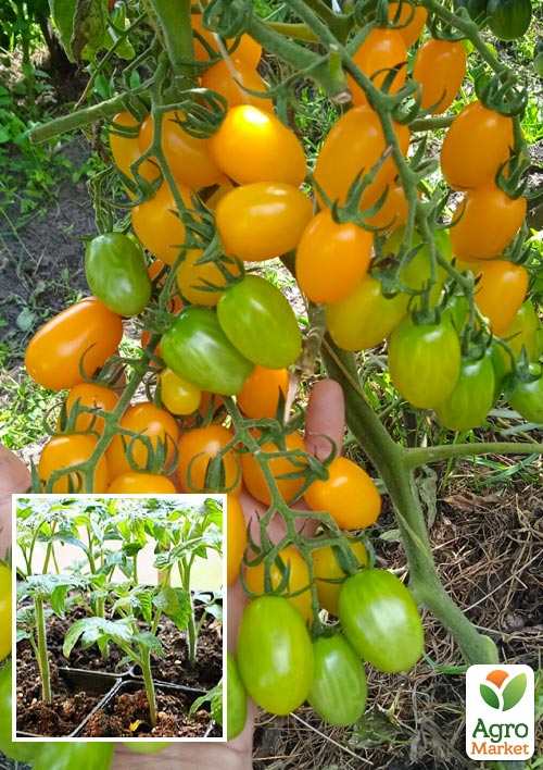 

Розсада Томат Черрі Золоті пальчики (фермерське вирощування)