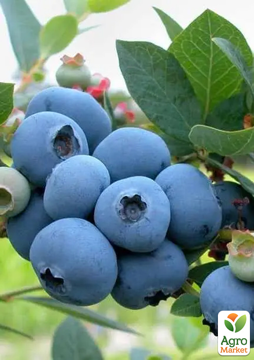 

Голубика 3-х летняя Бригитта Блю (Brigitta blue) С5 высота 70-90см