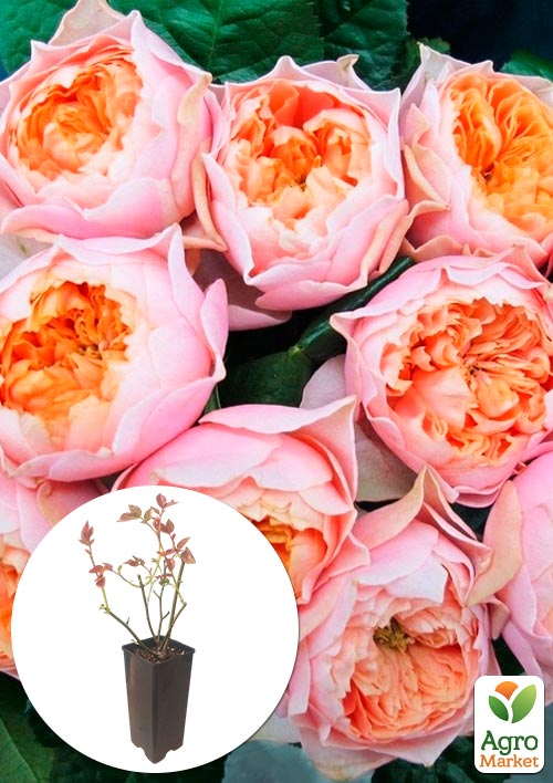 

Троянда англійська Вувузела у контейнері, вищий сорт