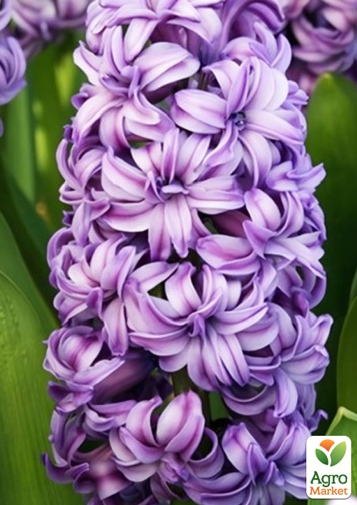 

Гиацинт махровый Lili Purple