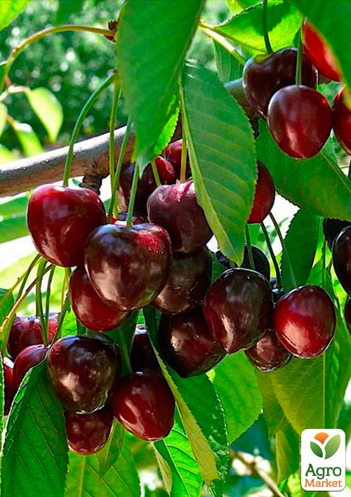 

Ексклюзив! Черешня темно-червона Бірюза (Turquoise) (преміальний урожайний сорт, середнього терміну дозрівання)