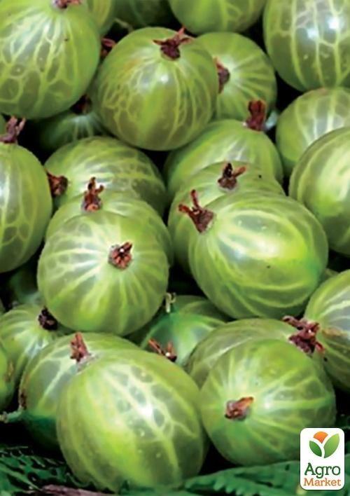 

Крыжовник Уайт Смит (среднепоздний срок созревания)