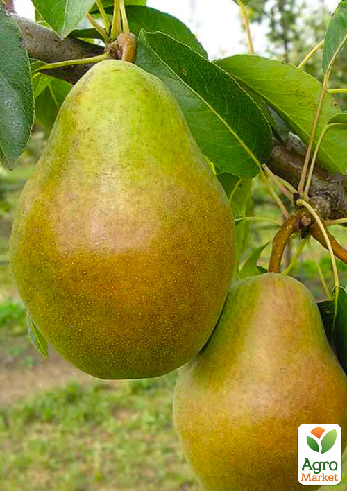 

Груша Марія (зимовий сорт, пізній термін дозрівання)