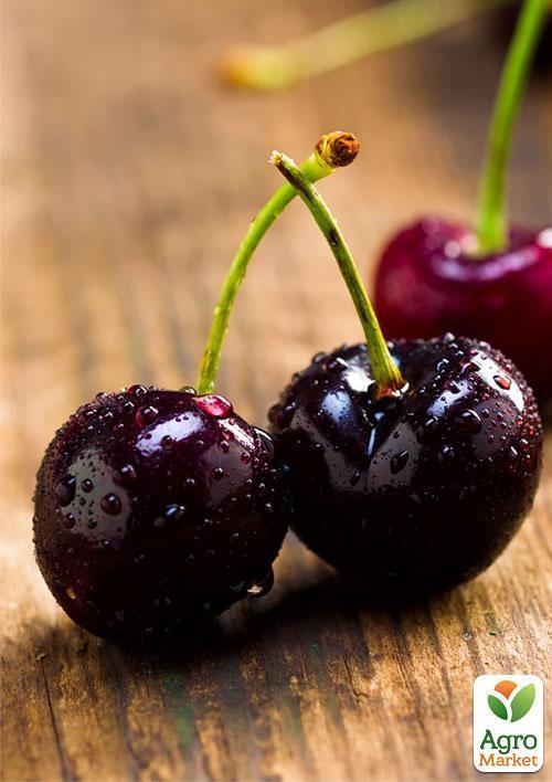 

Эксклюзив! Вишня темно-бордовая Блаженство (Bliss) (венгерская селекция, премиальный высококачественный сорт)