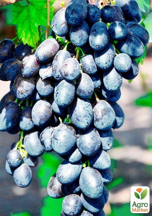 

Десертний виноград Новичок