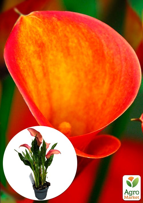

LMTD Зантедеския (калла комнатная) Mandarin