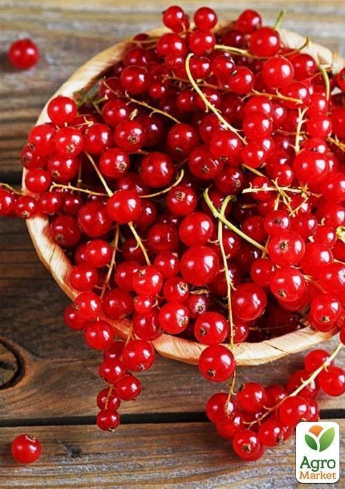 

Порічка (смородина) червона Святкова (ранній термін дозрівання)