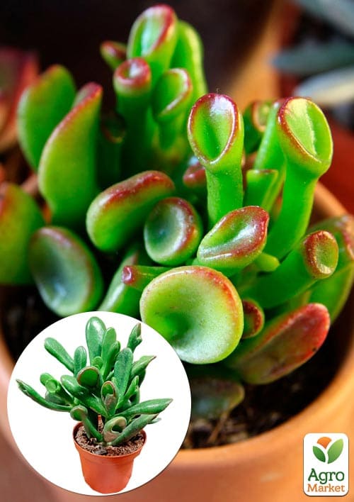 

LMTD Крассула Hobbit высота растения 10-15см