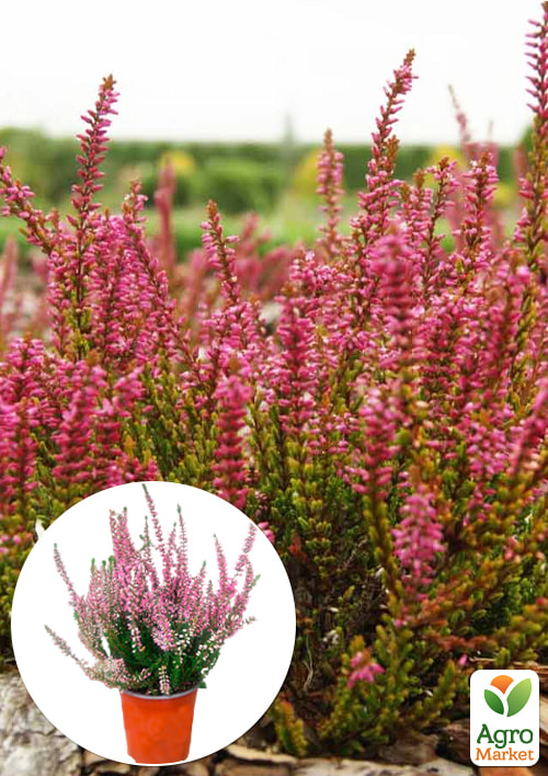 

Верес вічнозелений Selly