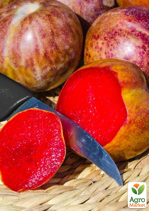 

Гибрид слива+абрикос Триумф (сладкий, очень урожайный сорт)