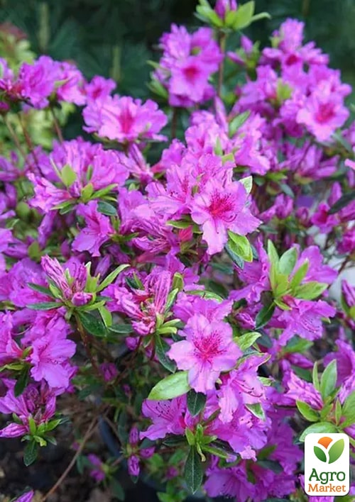 

Азалія Японська Blue Danube