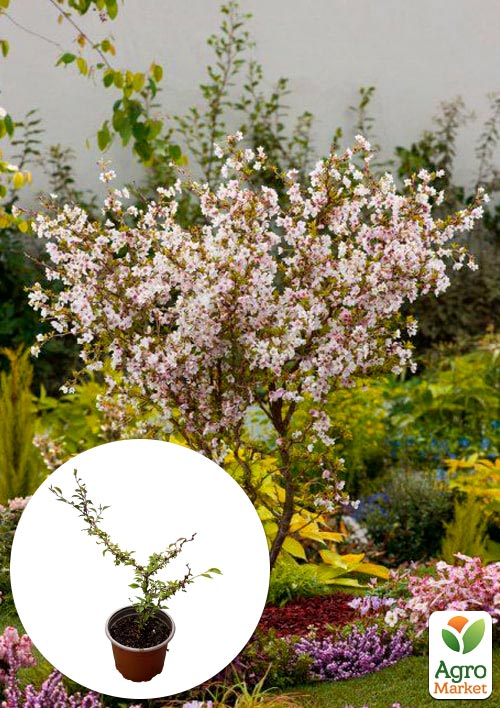 

Сакура японская Койо-но-май (Prunus incisa Kojou-no-mai) вазон С2