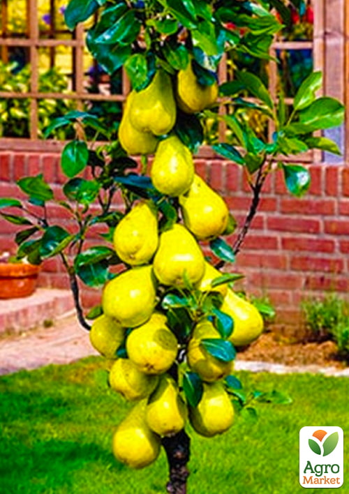 

Груша колоновидная Сапфира Эксклюзив