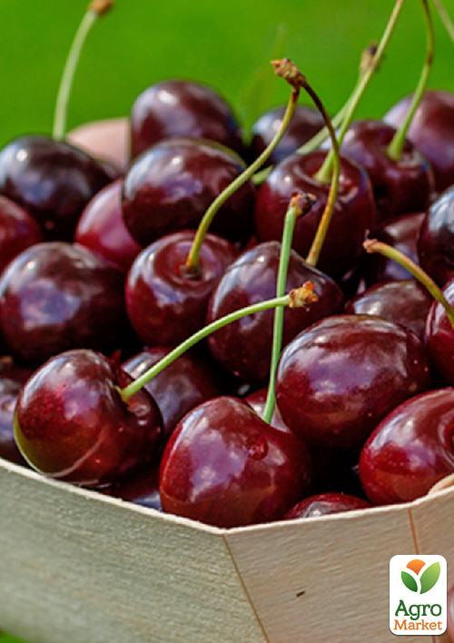 

Вишня Молодежная (летний сорт, средний срок созревания)