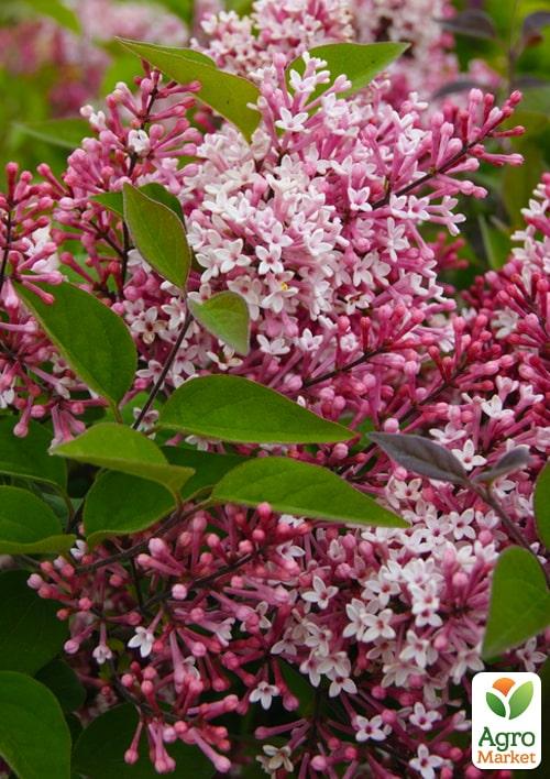 

Бузок дрібнолистий Superba