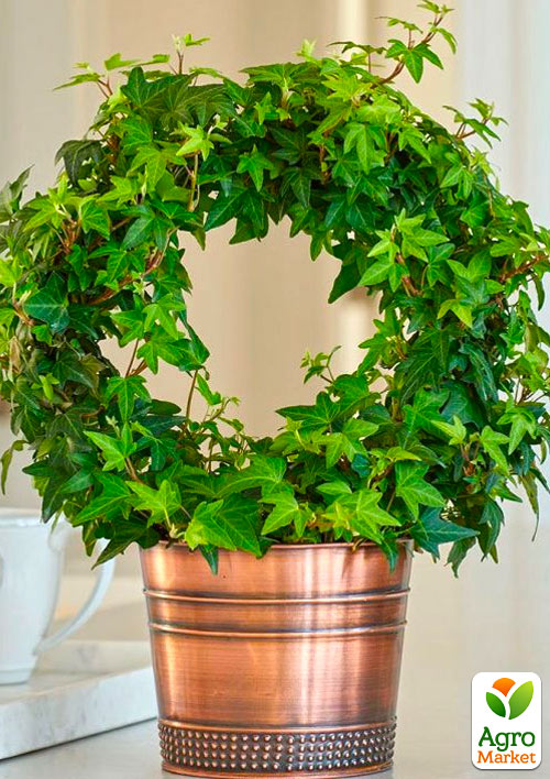 

Плющ вічнозелений садовий вузьколистий Sagittaefolia С2 висота 25-50см