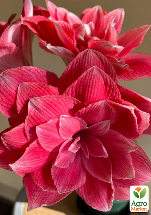 

Гіппеаструм махровий Double Dream (Амарілліс)