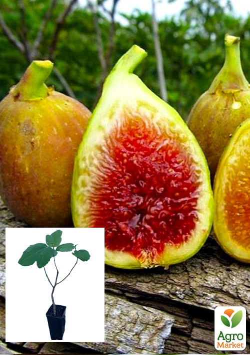 

Инжир янтарный Кадота саженец 2 года (ремонтантный, ранний сорт)