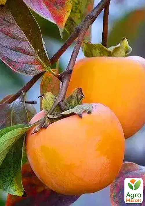 

Хурма на віргінській морозостійкій підщепіі «Голден Квін» вищий сорт!