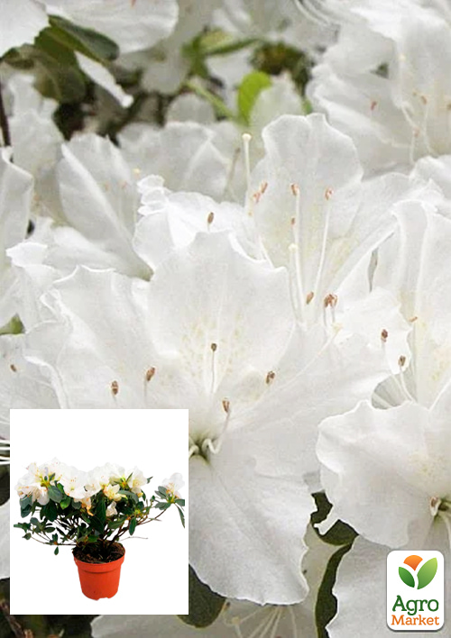 

Рододендрон комнатный White