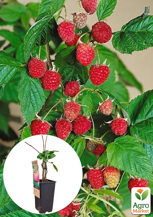 

LMTD Малина Willamette (сортовая, укорененная)