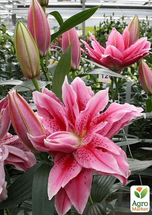 

Лилия Розовидная Roselily Talissa