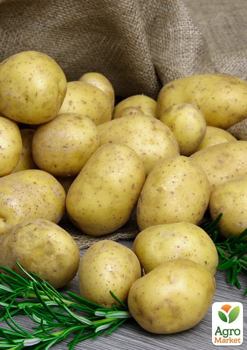 

Картопля Зоряна насіннєва середньостигла (еліта) 1кг