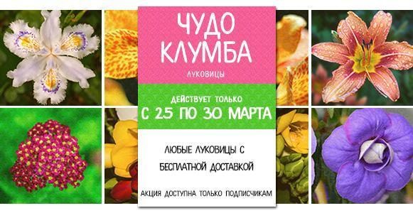Чудо клумба: Луковицы цветов с бесплатной доставкой Чудо клумба: Луковицы цветов с бесплатной доставкой