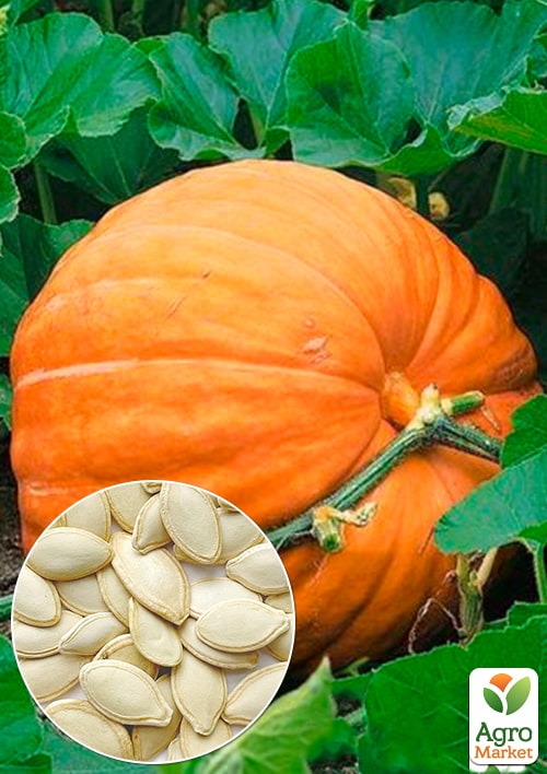 

Тыква Титан (Зипер) ТМ Весна 5г