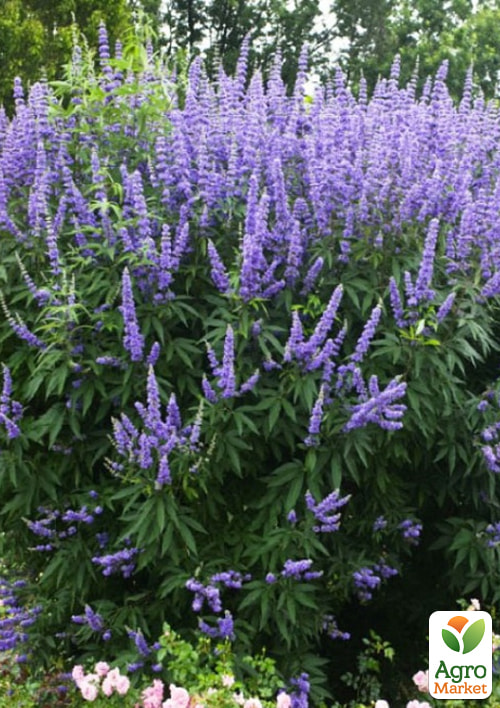 

Вітекс священний (Авраамове дерево), С2 висота 60-80см