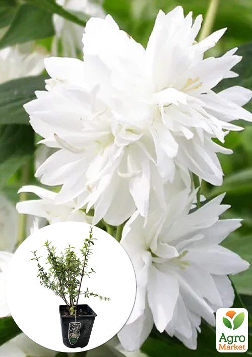 

Жасмин гібридний садовий (чубушник) Minnesota Snowflake С3