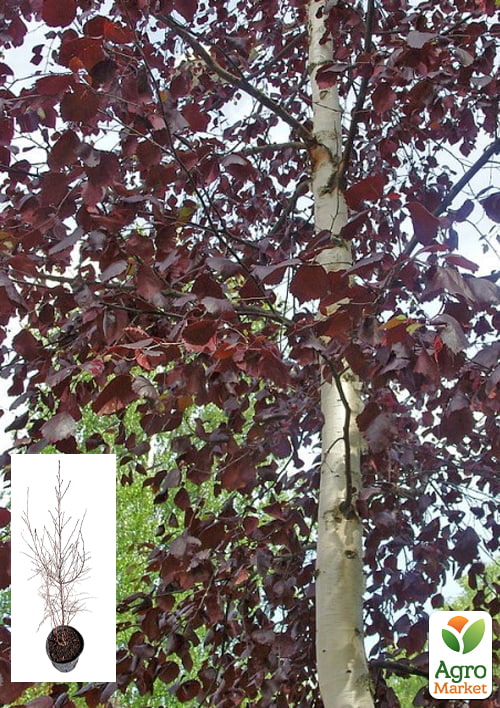 

Береза повислая Royal Frost С4 высота 60-100см