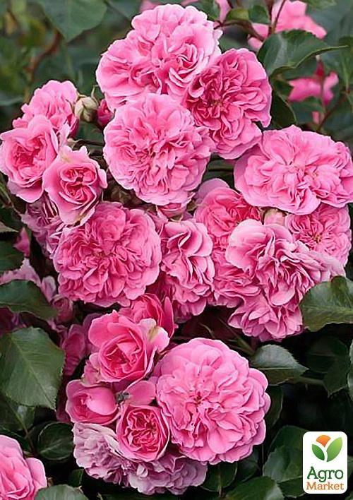 

Роза почвопокровная Четыре сезона (саженец класса АА+) высший сорт