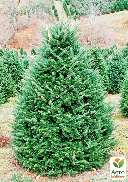 

Ялиця бальзамічна Казковий сад (Fairy Garden) горщик P9