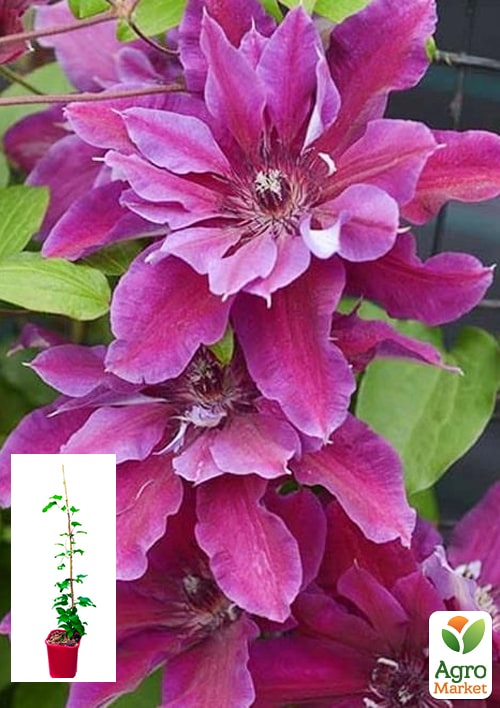

Клематис 2-х річний My Beauty С2