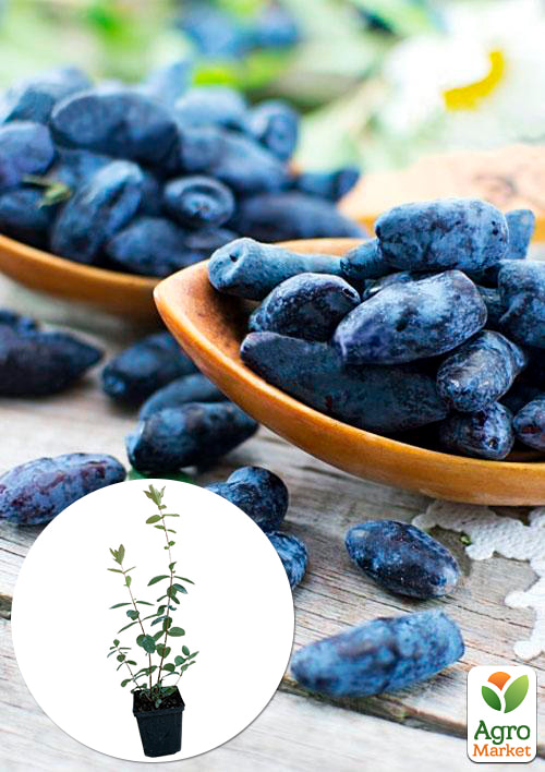 

Жимолость Алісія (середньопізній термін дозрівання, ягоди з куща не обсипаються)