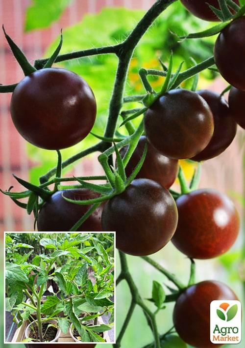 

Розсада Томат Черрі «Чорний» (фермерське вирощування), 1шт в упаковці