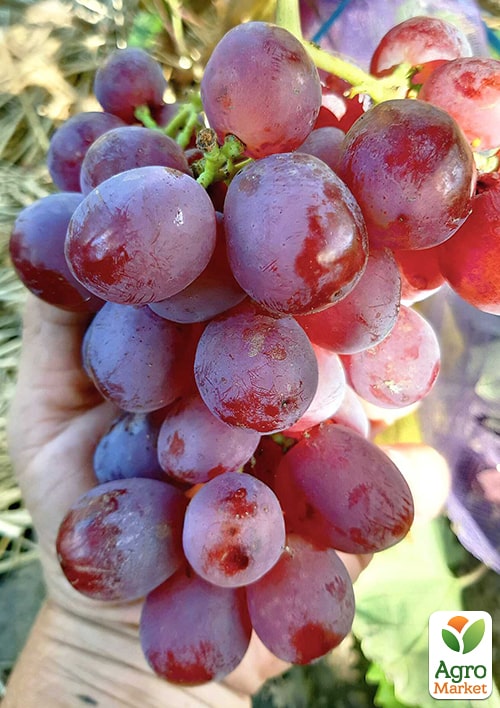 

Виноград Красуня (ранній термін дозрівання)