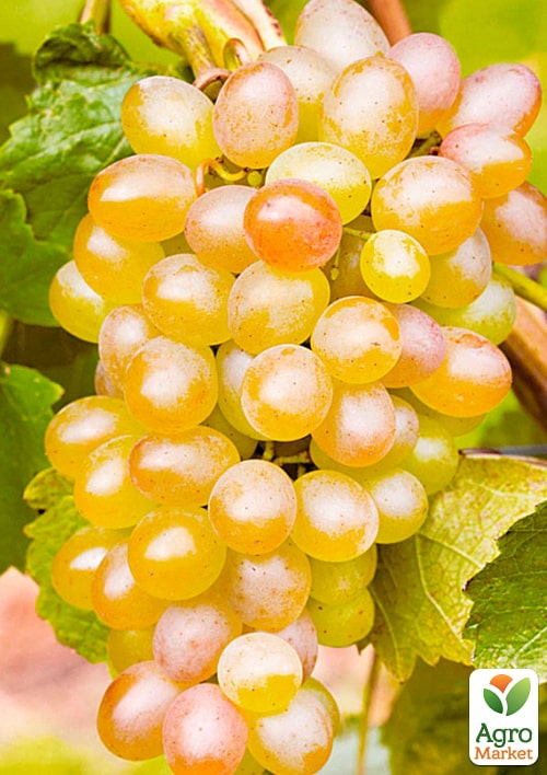 

Виноград Белое пламя (кишмиш)