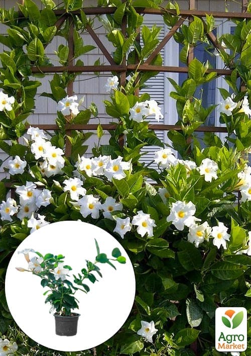 

Дипладенія (Mandevilla) Pearl (квітуча ліана)